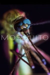 Nonton Mosquito 2017